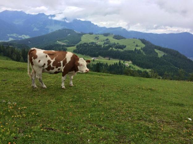 13567164_10208687380855392_1468034400582746992_n